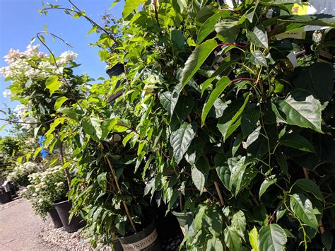 Who knew you can grow kiwis in MN? Raise those hands! 🖐️ These cold hardy male and female kiwi ... - can you grow kiwis in the uk