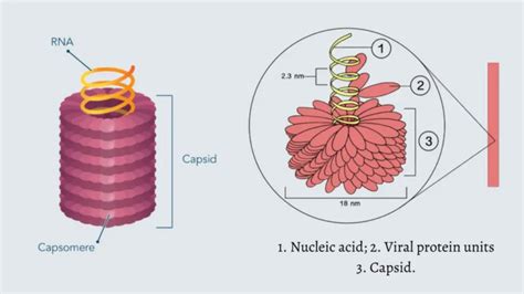 Basic Virus Structure 的图像结果