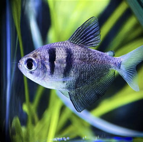 Tropical Fish | Fish Planet London