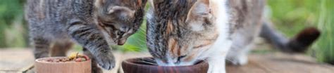Understanding Your Cats Eating Habits - IAMS