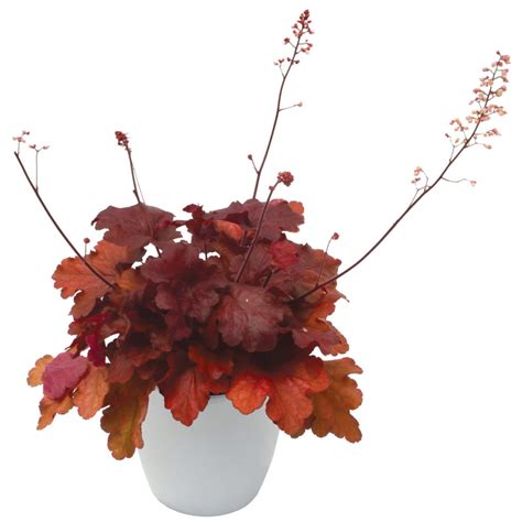 Heuchera ‘Fire Alarm’ | TERRA NOVA® Nurseries, Inc.