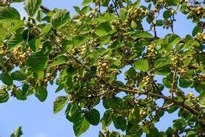 MAQINPLANTHOUSE Shahtoot/Mulberry Plant Price in India - Buy ...