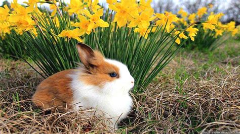 Spring Animals Wallpapers - Top Free Spring Animals Backgrounds ...