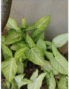 Green view Syngonium Plant Price in India - Buy Green view Syngonium ...