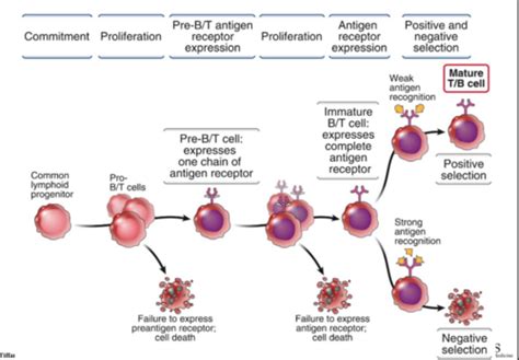 Image result for Lymphocyte Precursor