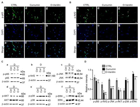 Curcumin and o-Vanillin Exhibit Evidence of Senolytic Activity in Human ...