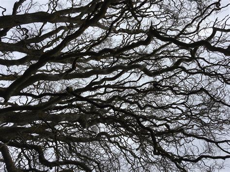 Mind Map Tree Cartoon 的图像结果