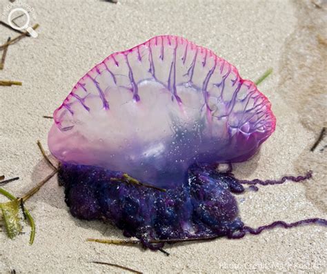 Giant Man O War Jellyfish