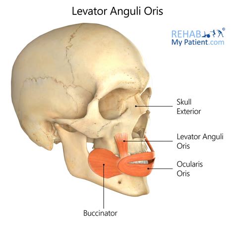 Levator Anguli Oris | Rehab My Patient