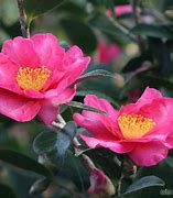 Image result for Monrovia Camellias