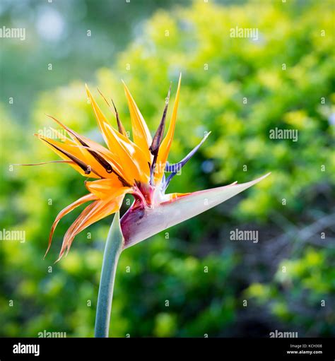 Bird Of Paradise flower (Strelitzia reginae) in full bloom in tropical ...