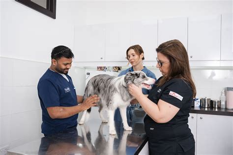 Do Dogs Have Appendicitis? Vet-Verified Answers