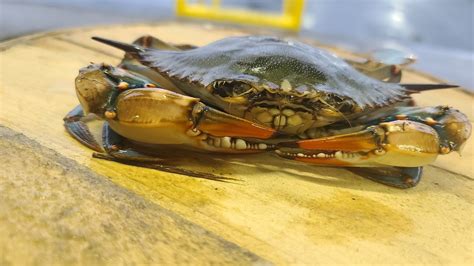 Ice and Seafood | KOOL Ice & Seafood Co | Cambridge, MD