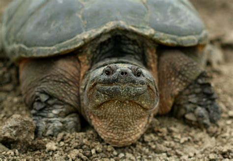 Dragon Snapping Turtle 的图像结果
