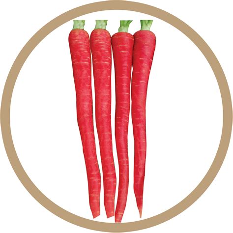 Kern 313 Desi Red Carrot – Kern Seedtech Pvt. Ltd.
