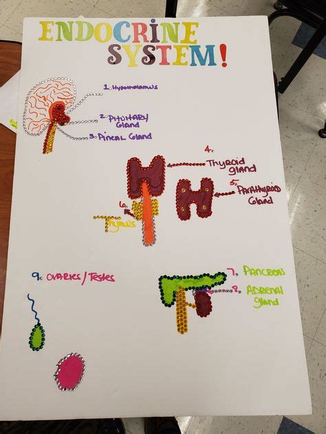 Image result for Endocrine System Project Model