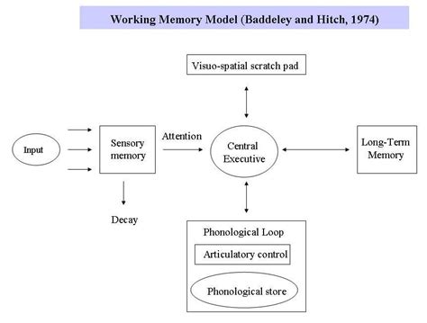 Working Memory 的图像结果