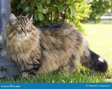 Gorgeous Long Haired Cat on the Green, Siberian Male Brown Tabby Stock ...