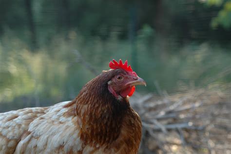 Spring Chickens 11 的图像结果