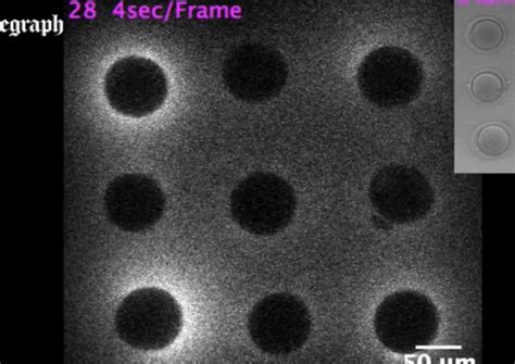 Image result for Conception Light Flash