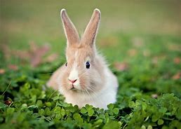 Image result for Baby Bunny Tummy