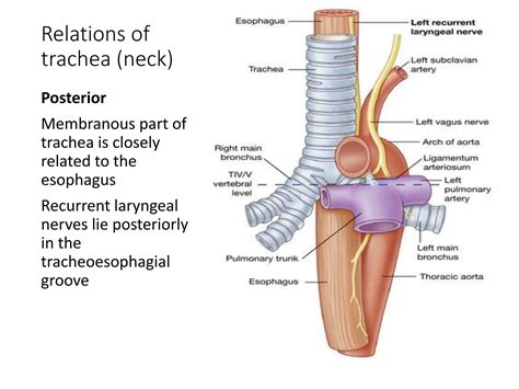 Anatomy of Esophagus and tracheobranchial tree | PPTX