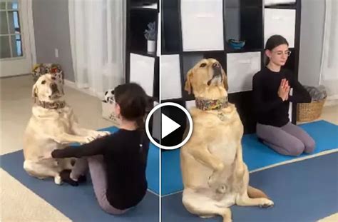 Viral video of a dog doing excercise with its owner, social media users ...