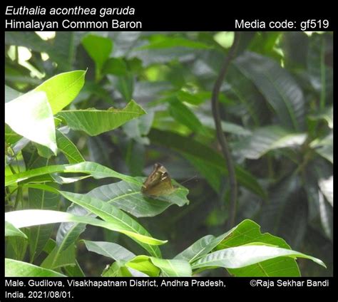 Euthalia aconthea | Butterfly