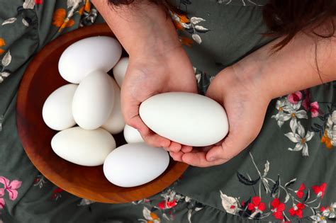 40+ Goose Egg Recipes — Practical Self Reliance