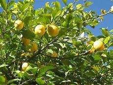 limoni in vaso concimazione concimazione limoni in vaso concime come concimare limoni in vaso concimazione concimazione limoni in vaso concime come concimare