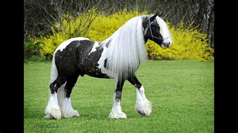 Gypsy Vanner Horse Wallpapers - Top Free Gypsy Vanner Horse Backgrounds ...