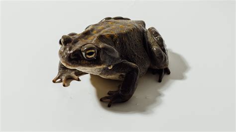 Hamilton Toad Venom 的图像结果