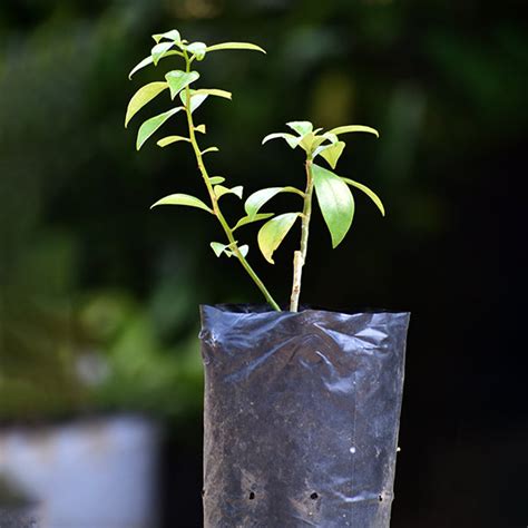 Lemon Vine Fruit Plants (Pereskia Aculeata) – veliyathgardens