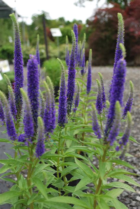Veronica spicata "Royal Candles" - Veronique / Speedwell - Nos végétaux ...
