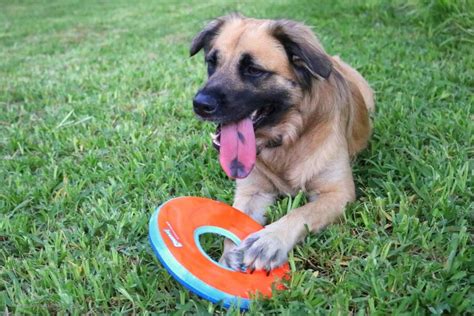 Image result for Human Dog Fetch