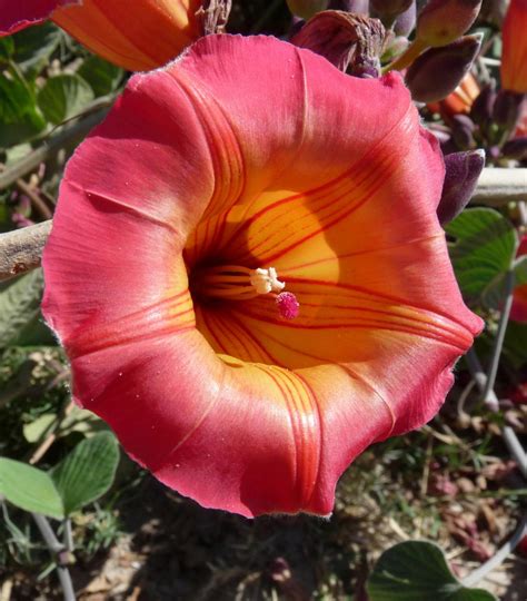 Convolvulaceae Juss. | Colombian Plants made accessible