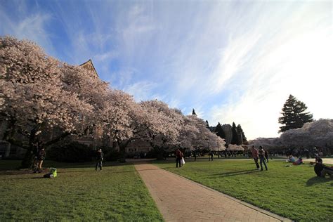 Cherry Blossom in Seattle 2025 - Rove.me