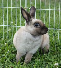 Image result for Mini Rabbit Breeds