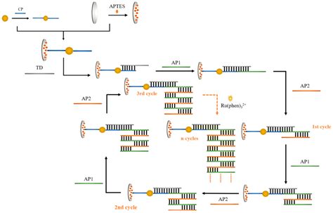 Electrochemical DNA Biosensors with Dual-Signal Amplification Strategy ...