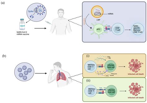 Dissecting the Protective Effect of CD8+ T Cells in Response to SARS ...