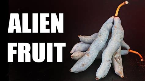 Image result for Alien Fruit