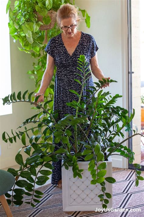 ZZ Plant Care: The Indestructible Houseplant You Need - The Little Garden