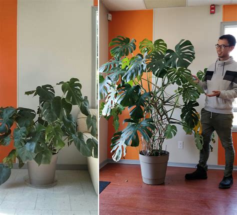 Aerial roots: can I cut them? – House Plant Journal