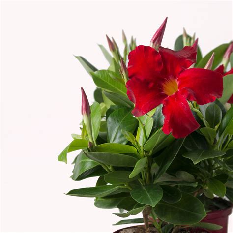 Mandevilla Plant Care Tips