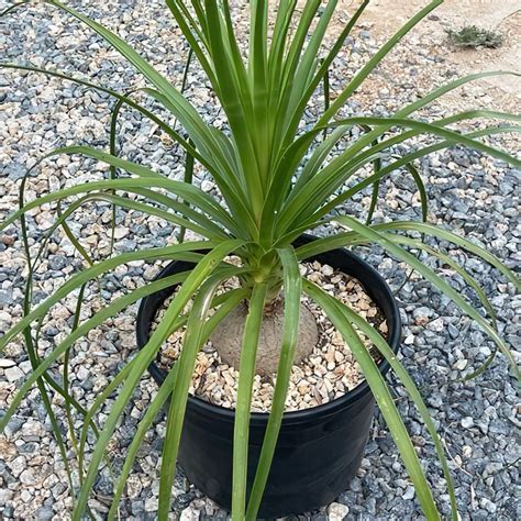 Ponytail Palm Plant Maintenance