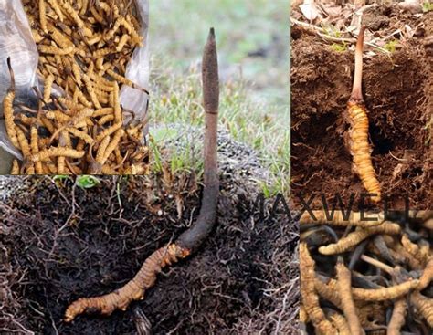 Caterpillar fungus cost in south korea | Chinese caterpillar fungus ...