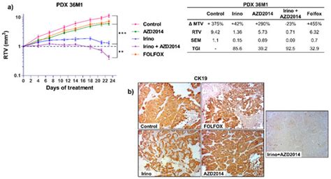 Synergistic Anti-Tumor Effect of mTOR Inhibitors with Irinotecan on ...