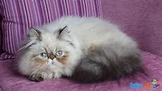annunci gatti persiani gatti persiani colourpoint maschi interi 10 mesi in annunci gatti persiani gatti persiani colourpoint maschi interi 10 mesi in