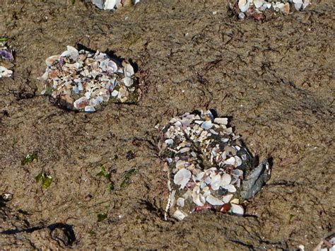 Octopus at Coal Oil Point Reserve - edhat
