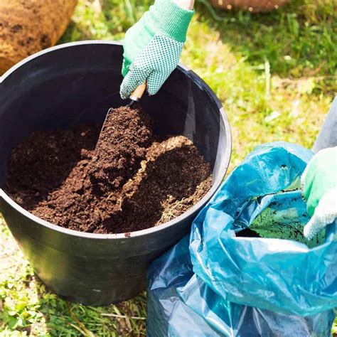 Black And Blue Salvias Guaranitica Care | Plantly